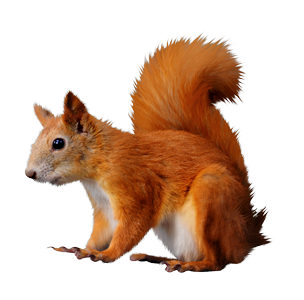 őszi állatok_118.png